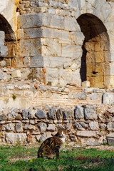エフェソス遺跡の野良猫