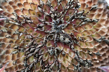 close up of a sunflower with seeds (most are missing)