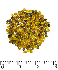 Persian clover seeds macro shot