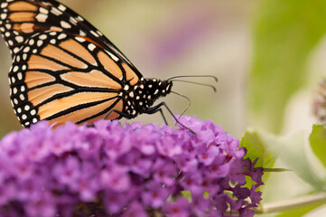 monarch butterfly and Buddleia davidii flower close up