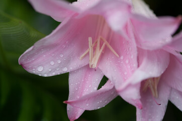 pink amaryllis blossom with water drops close up