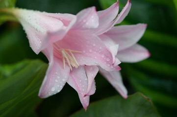 pink lily flower with water drops