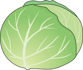 キャベツ