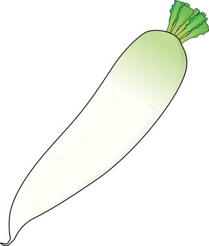 大根
