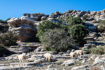 The Torcal de Antequera Natural Park contains one of the most impressive examples of karst...
