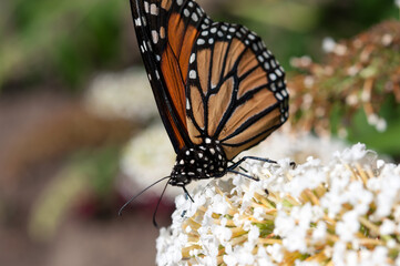Fototapeta na wymiar monarch butterfly on a white Buddleia davidii flower