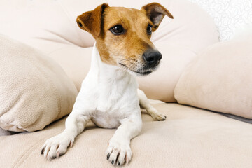 Jack Russell terrier resting on the couch