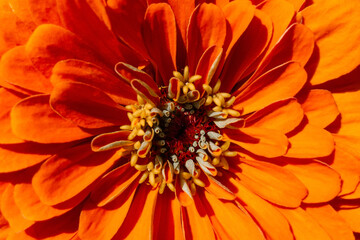Orange flower close up, postcard - 499428568
