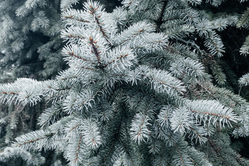 branches of the blue spruce,