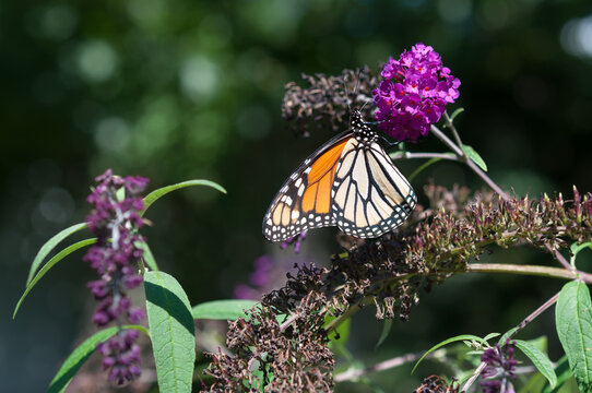 monarch butterfly in the sun