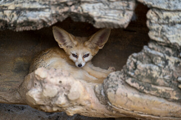 Fennec fox hide in caves - obrazy, fototapety, plakaty
