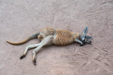  sleeping kangaroo in the sand © imphilip
