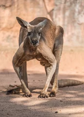 Fototapeten kangaroo portrait, full body, front view. © imphilip