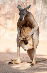 Schilderijen op glas kangaroo play his distended scrotum © imphilip