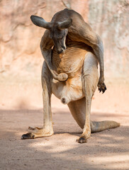 kangaroo play his distended scrotum