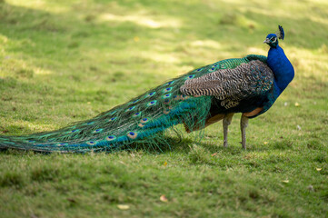 Obraz premium a blue peacock standing on grassland, side face profile.