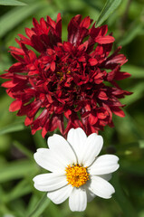 red and white flower close up in the sun