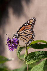 monarch butterfly on a small Buddleja flower (neutral background)