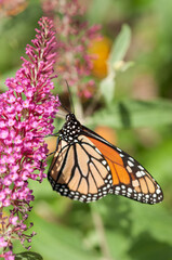 monarch butterfly on pink Buddleja flower