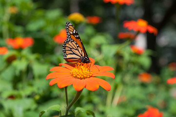 monarch butterfly on flower (Tithonia rotundifolia)