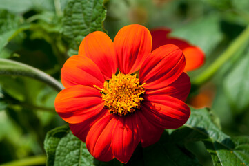 Tithonia rotundifolia (red or Mexican sunflower) close up