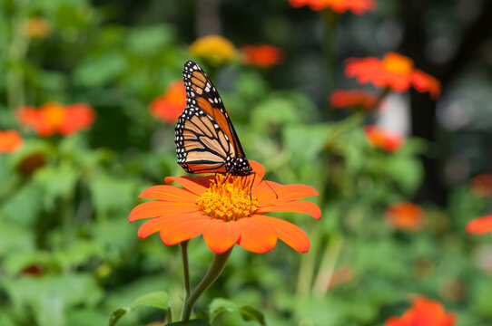monarch butterfly on flower (Tithonia rotundifolia)