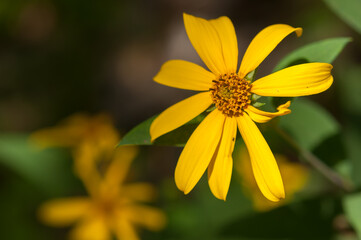 yellow flower