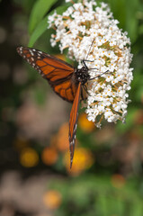 monarch butterfly and flower