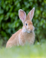 Easter Bunny. A domestic rabbit walking through the grass in the garden. Animal world. pet lover. Rabbit lover.