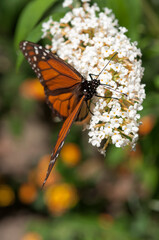 monarch butterfly reaching the tip of a white Buddleia davidii flower