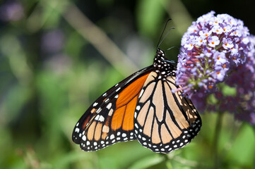 monarch butterfly in the sun