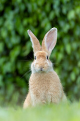 Easter Bunny. A domestic rabbit walking through the grass in the garden. Animal world. pet lover. Rabbit lover.