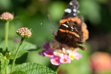 Fototapeta na wymiar flowers and butterfly