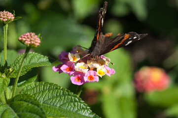 admiral butterfly on multi colored flower