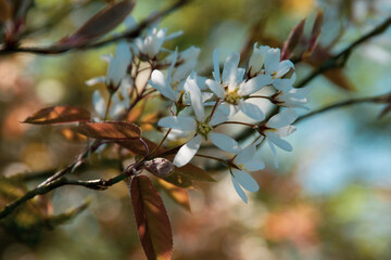 branch of a tree
