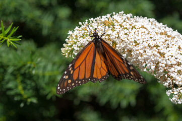 monarch butterfly on a white Buddleia davidii flower