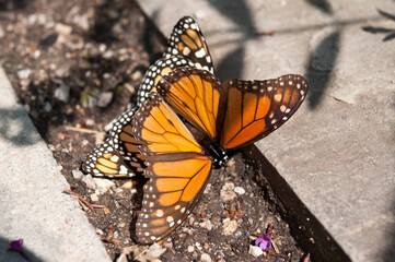 two monarch butterflies joined together on the ground