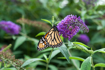 monarch butterfly on a purple Buddleia davidii flower