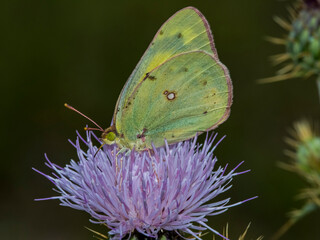 Southern Dogface Butterfly (Colias (Zerene) cesonia) Feeding on Mojave Thistle (cirsium mohavense)