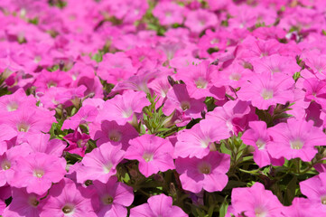 field of pink petunias in the sun