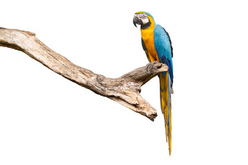 Bird Blue-and-yellow macaw standing on branches clipping path isolate white background. - obrazy, fototapety, plakaty