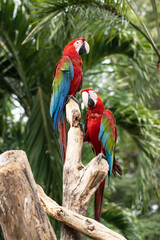 Fototapeta na wymiar animal bird Red Macaw on branch tree