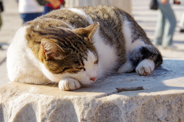 エフェソス遺跡の野良猫