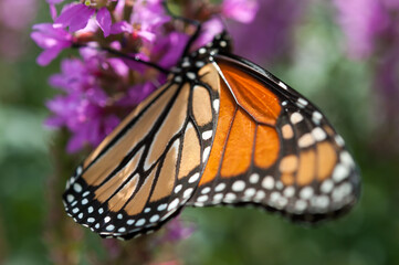 close up of a monarch butterfly on a flower in the sun