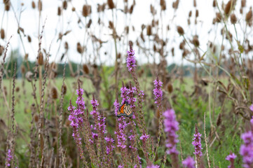Fototapeta premium scene with teasel and loosestrife and butterfly