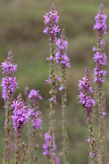 Lythrum or loosestrife, an invasive species of wildflower threatening the native plants of the area
