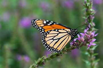 Fototapeta na wymiar monarch butterfly inches to wards tip of a loosestrife spike 