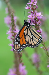 close up of monarch butterfly with flowers and green space