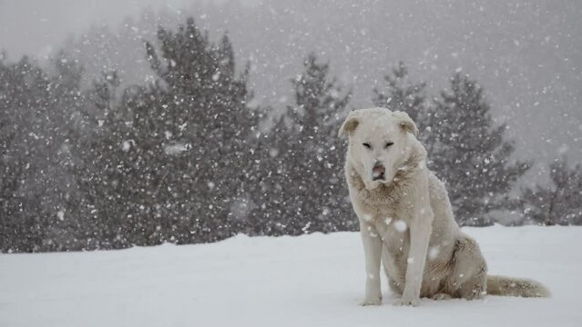 white dog sitting in the forest during heavy snowfall