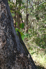 lizzard climbing tree